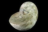Fossil Nautilus (Cymatoceras) - Madagascar #140434-2